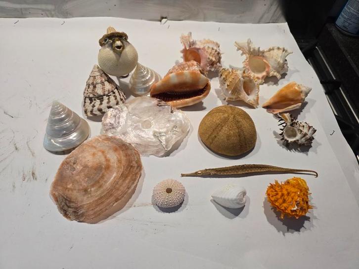 Mooi setje schelpen, Verzamelen, Mineralen en Fossielen, Schelp(en), Ophalen of Verzenden