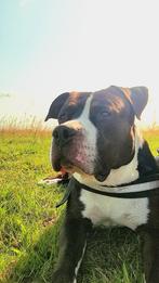 Nieuw fijn huisje gezocht!, Dieren en Toebehoren, Honden | Bulldogs, Pinschers en Molossers, 6 jaar of ouder, CDV (hondenziekte)