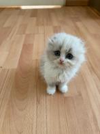 Ragdoll/pers kittens, Meerdere dieren, Ontwormd, 0 tot 2 jaar