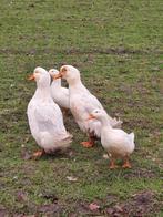 Eenden te koop, Dieren en Toebehoren, Meerdere dieren, Eend