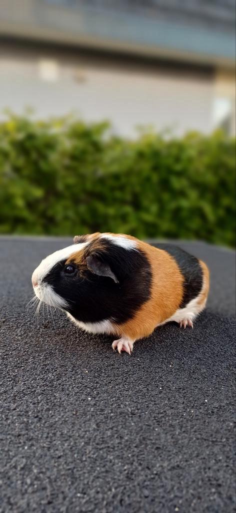 Beertje ter dekking, Dieren en Toebehoren, Knaagdieren, Mannelijk, Cavia, Voor 1 juli 2024, Tam