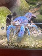Te koop blauwe florida kreeft €10, Dieren en Toebehoren, Ophalen, Nieuw, Plant(en), Steen of Hout