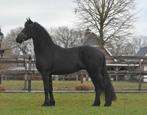 3 jarige friese ruin, Met stamboom, Ruin, Dressuurpaard, 3 tot 6 jaar