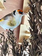 Mooie majoor putter bonden, Dieren en Toebehoren, Mannelijk, Wildzangvogel, Geringd