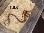 Pantherophis guttatus, Slang, Tam, 0 tot 2 jaar