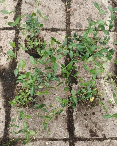 actie vinca minor maagdenpalm groenblijvende bodembedekker, Tuin en Terras, Planten | Struiken en Hagen, Overige soorten, Minder dan 100 cm