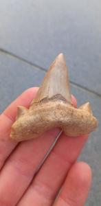 Fossiele Haaientand Otodus Obliquus uit Marokko, Ophalen of Verzenden, Fossiel