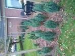 Coniferen conifeer blauw, Tuin en Terras, Planten | Bomen, Bloeit niet, Halfschaduw, 100 tot 250 cm, Overige soorten