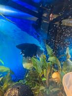 Betta man, Dieren en Toebehoren, Vissen | Aquariumvissen, Vis