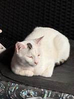 Kat, Dieren en Toebehoren, Katten en Kittens | Overige Katten, Kater