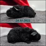 Skinnydrager beertje, Dieren en Toebehoren, Cavia, Mannelijk, November, Tam