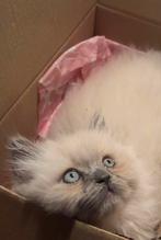 Britsekorthaar, Poes