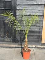 Palm Phoenix Roebelenii, Ophalen, Bloeit niet, Overige soorten, Volle zon