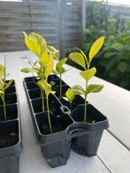 Citroen plantjes, Tuin en Terras, Planten | Tuinplanten, Ophalen of Verzenden, Zomer, Volle zon