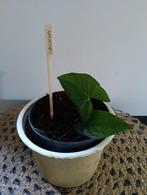 Syngonium 🌿 Ruil mij!🌿, Ophalen, Overige soorten, Minder dan 100 cm