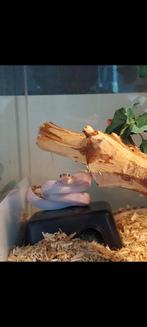 Texaanse rattenslang, Dieren en Toebehoren, Slang, 0 tot 2 jaar