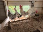 Koppel leghorns, Dieren en Toebehoren, Meerdere dieren, Kip