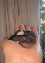 Twee dumbo baby ratjes / rittens (meisjes), Dieren en Toebehoren, Knaagdieren, Rat, Vrouwelijk, Tam, Oktober