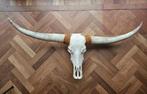 Echte Longhorn schedel., Ophalen of Verzenden, Zo goed als nieuw