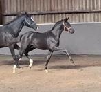 Fantastische bewegend hengst veulen, Dieren en Toebehoren, Paarden, Dressuurpaard, 0 tot 2 jaar, Hengst, Onbeleerd