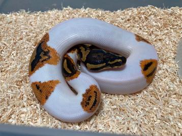 1.0 Yellowbelly Pied ball python regius te koop beschikbaar voor biedingen