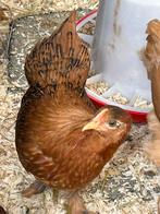 Brahma/barnevelder hennetjes, Dieren en Toebehoren, Pluimvee, Vrouwelijk, Kip
