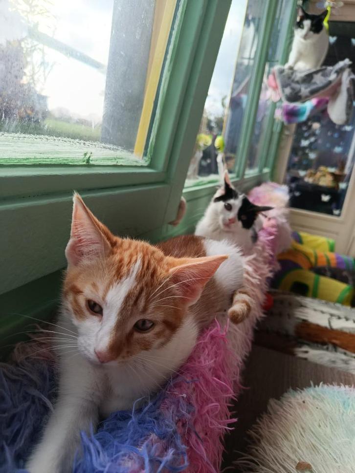 2 mannetjes (Kittens te koop), Dieren en Toebehoren, Katten en Kittens | Overige Katten, Kortharig, Kater, 0 tot 2 jaar
