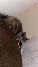 Kruising blauwe rus / europeese korthaar 7 maanden, Dieren en Toebehoren, Poes