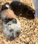 Cavias, Dieren en Toebehoren, November, Mannelijk, Cavia