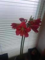 Amaryllis echte bollen uitgebloeid, Ophalen, In pot, Halfschaduw, Minder dan 100 cm