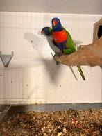 Lorrie s van de Blauwe bergen bewezen kweekkoppel., Meerdere dieren, Dwergpapegaai of Agapornis, Geringd