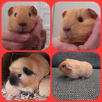 Schattig,jonge cavia,zeugje,24-7-2025,creme california choco, Cavia, Juli, Vrouwelijk, Tam