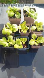 Vingerhoedskruid, Inheems, Ophalen, Volle zon, Groenteplanten, Tweejarig