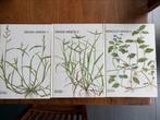 Grass weeds 1 en 2 en 3, Ophalen of Verzenden, 20 m² of meer