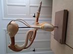 Anatomisch model voortplantingsorgaan stier L. Meusel, Antiek en Kunst, Curiosa en Brocante, Ophalen