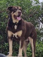 ACE: Nolle voor wie een goede waakhond in huis wil, Particulier, Rabiës (hondsdolheid), Buitenland, Eén hond