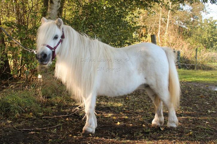 Shetland merrie (s)  🩷 met hengst veulen 🩵 shetlander, Dieren en Toebehoren, Paarden en Pony's | Dekhengsten en Fokmerries, Meerdere dieren