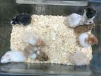 10 x Goudhamster / Syrische Hamster diverse kleuren, Dieren en Toebehoren, Knaagdieren, Meerdere dieren, Hamster