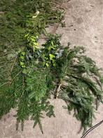 Dennengroen, /dennetakken, Ophalen of Verzenden, Overige soorten, Volle zon