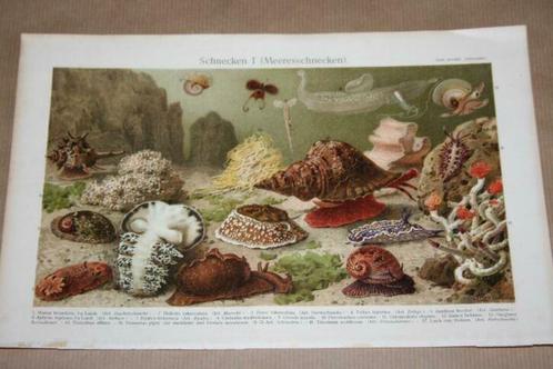 Antieke kleurenlitho - Zeeslakken - Circa 1900 !!, Verzamelen, Foto's en Prenten, Gebruikt, Voor 1940, Ophalen of Verzenden