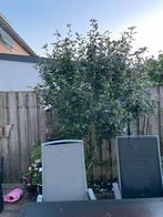 Blauw/paarse Hibiscus Boom, Tuin en Terras, Planten | Bomen, Overige soorten, 100 tot 250 cm, Zomer, Ophalen