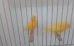 Gele kanaries, Dieren en Toebehoren, Mannelijk, Kleurkanarie