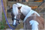 Uniek AMHA/nmprs minipaard aangeboden, Dieren en Toebehoren, Pony's, Gechipt, Niet van toepassing, 0 tot 2 jaar, Hengst