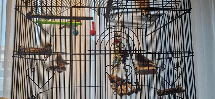 6 zebravinken met kooi en toebehoren, Dieren en Toebehoren, Vogels | Overige Vogels, Meerdere dieren