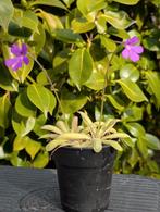 Vleesetende plantjes in 5 cm pot, Ophalen of Verzenden, Overige soorten, Volle zon