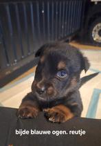 Rottweiler x husky pups, Reu, Meerdere, Rottweiler, Nederland