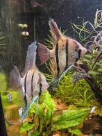 Koppel maanvissen, Vis, Zoetwatervis