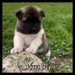 American Akita pups , puppy met stamboom Amerikaanse Akita, Dieren en Toebehoren, Honden | Poolhonden, Keeshonden en Oertypen