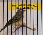 Dikbekcini man, Mannelijk, Tropenvogel, Geringd