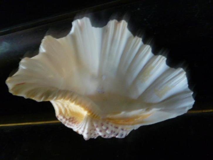 heel oude doopvont schelp 18 x 12 cm, Verzamelen, Mineralen en Fossielen, Schelp(en), Ophalen of Verzenden